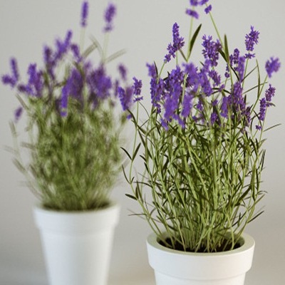 Mua hạt giống hoa lavender ( oải hương) Mua hạt giống hoa lavender ( oải hương)