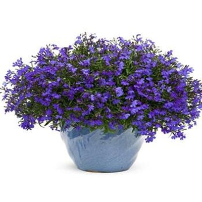 Hạt giống hoa lobelia rủ Hạt giống hoa lobelia rủ