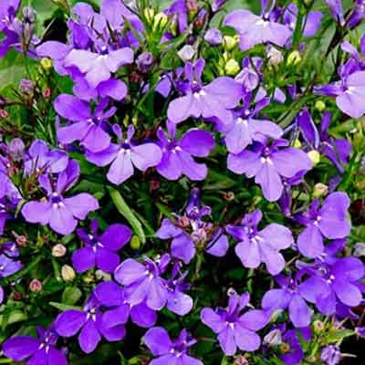 Bán hạt giống hoa lobelia rủ ở hà nội Bán hạt giống hoa lobelia rủ ở hà nội