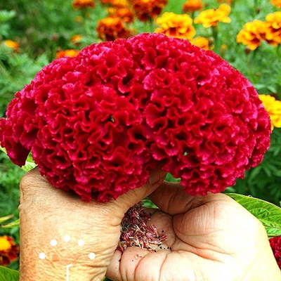 Hạt giống hoa mào gà búa Hạt giống hoa mào gà búa