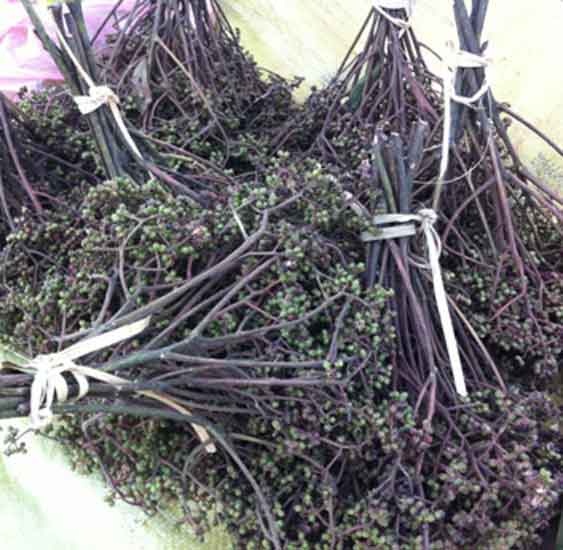 Mua hạt mắc khén - Làm Chẳm Chéo ở đâu tại Hà Nội hat ma khen tuoi tren rung