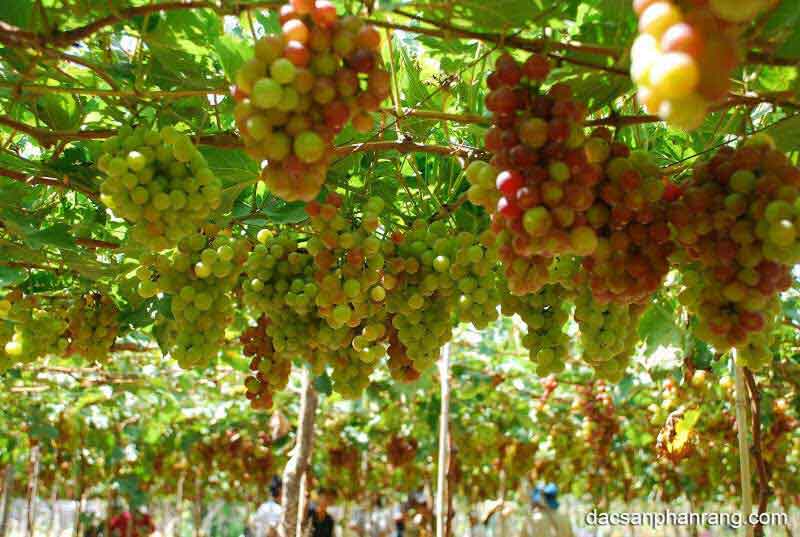 Mùa nho ninh thuận vào tháng mấy Mùa nho xanh ninh thuận vào tháng mấy