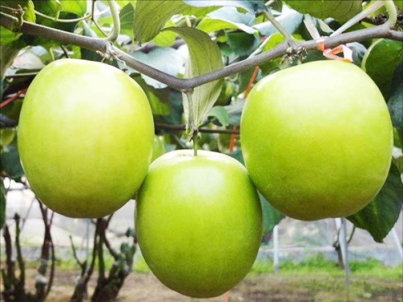 Mua táo ninh thuận sạch ở đâu tại Hà Nội Mua tao gio ninh thuan tai ha noi
