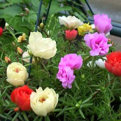 Hạt giống hoa mười giờ Hạt giống hoa mười giờ