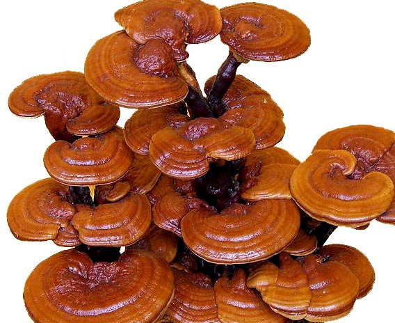 nam linh chi tuoi