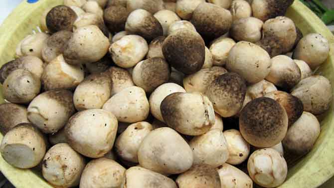 nam-rom-dung-ha
