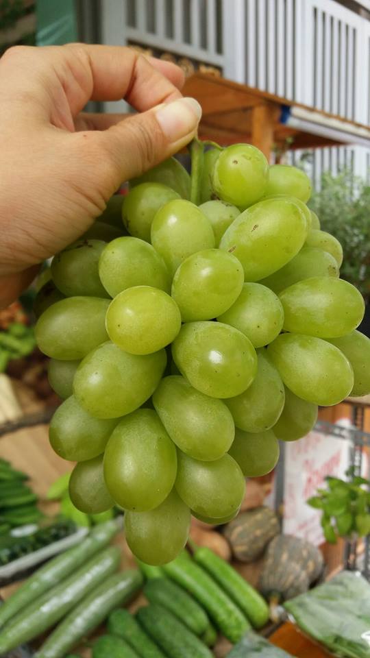 loi ich tu nho xanh ninh thuan