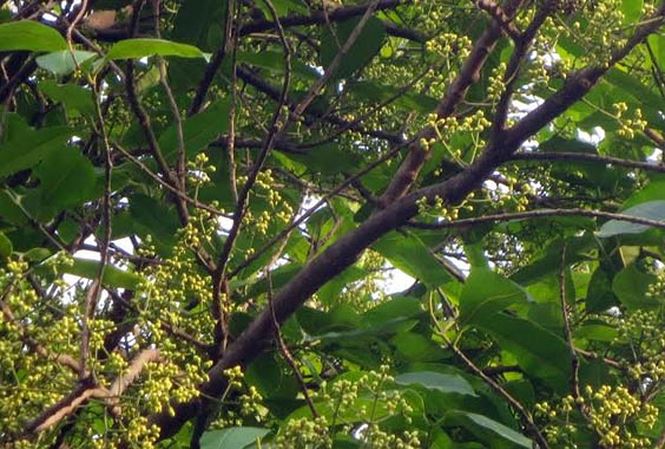 Nụ vối có tác dụng gì - 10 tác dụng của nụ vối cay nu voi