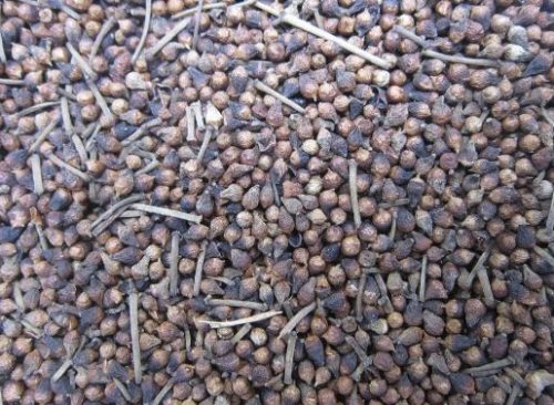 Nụ vối có tác dụng gì - 10 tác dụng của nụ vối Nụ vối có tác dụng gì - 10 tác dụng của nụ vối
