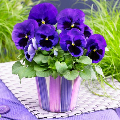 Hạt giống hoa pansy rủ Hạt giống hoa pansy rủ