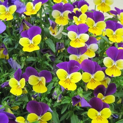 Mua hạt giống hoa pansy rủ tại hà nội Mua hạt giống hoa pansy rủ tại hà nội