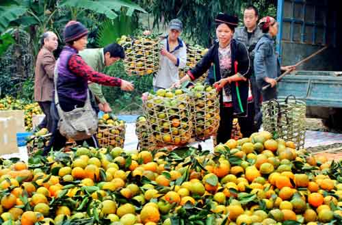 Quy trình thu mua nông sản của công ty nông sản Dũng Hà Quy trình thu mua nông sản của công ty nông sản Dũng Hà