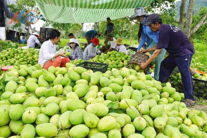 Quy trình thu mua nông sản của công ty nông sản Dũng Hà Quy trình thu mua nông sản của công ty nông sản Dũng Hà