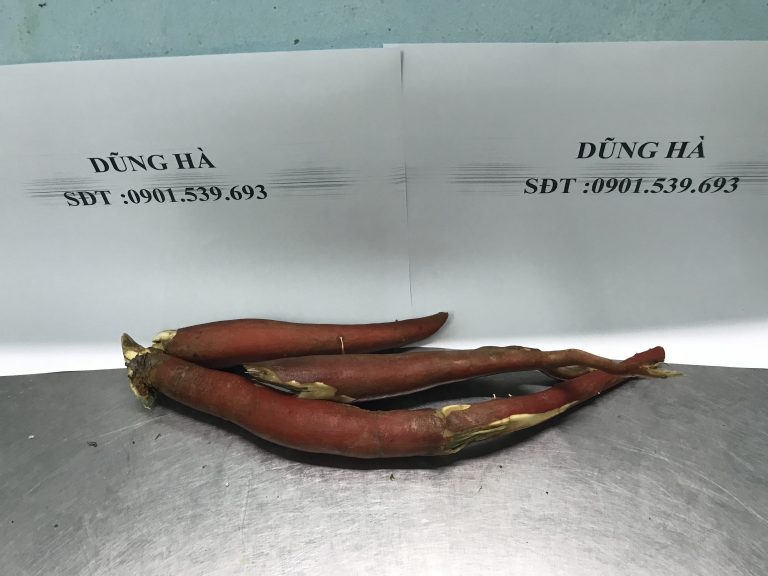 Bán sâm cau ở đâu uy tín chất lượng hàng hóa đảm bảo giá thành tốt? Bán sâm cau ở đâu uy tín chất lượng hàng hóa đảm bảo giá thành tốt?