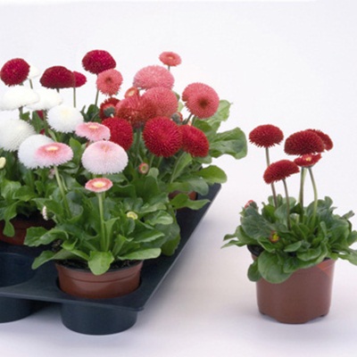 Bán hạt giống hoa cúc Bellis Tasso Bán hạt giống hoa cúc Bellis Tasso