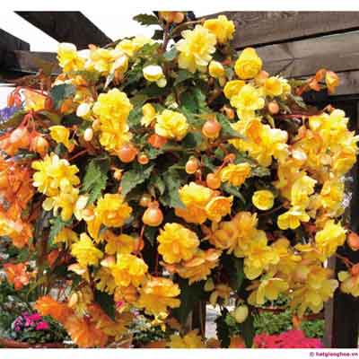 Bán hạt giống thu hải đường rủ ở hà nội Bán hạt giống thu hải đường rủ ở hà nội