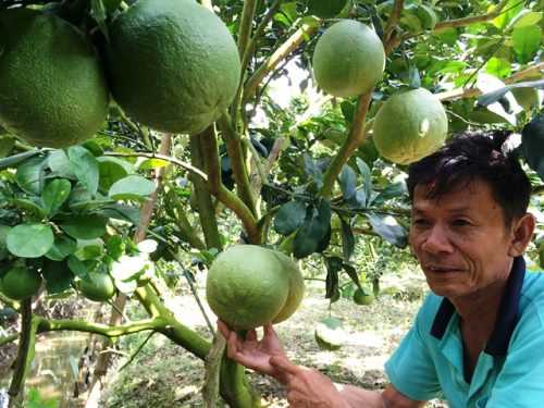 Bưởi da xanh – Loại đặc sản Bến Tre ngon mà lại rẻ Bưởi da xanh – Loại đặc sản Bến Tre ngon mà lại rẻ