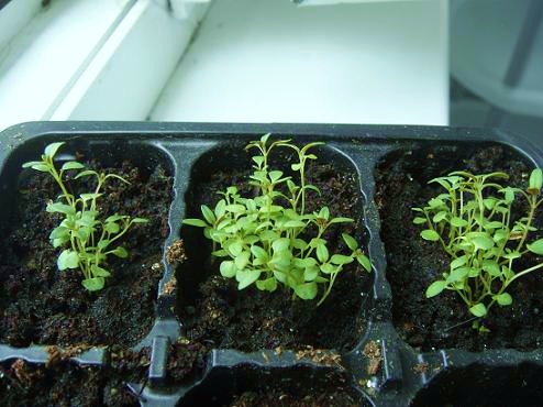 trong la thyme