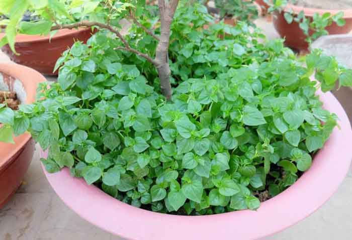 trong rau cang cua tai nha