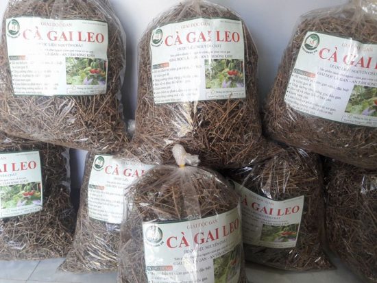Uống cà gai leo khô có tác dụng phụ không ? Uống cà gai leo khô có tác dụng phụ không ?