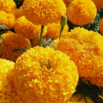 Bán hạt giống hoa vạn thọ kim cương tại hà nội Bán hạt giống hoa vạn thọ kim cương tại hà nội