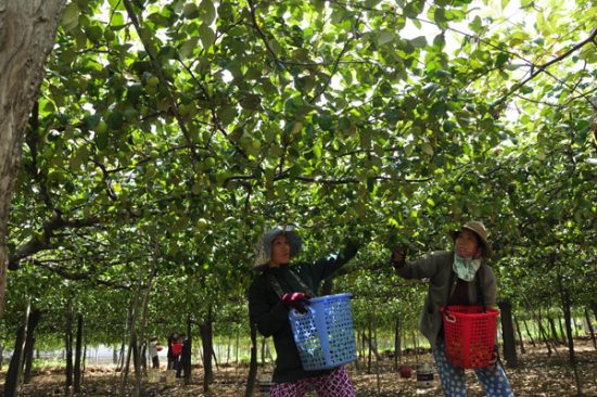 Vườn táo ninh thuận trĩu quả thu hút khách du lịch Vườn táo ninh thuận trĩu quả thu hút khách du lịch