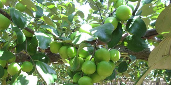 Vườn táo ninh thuận trĩu quả thu hút khách du lịch Vườn táo ninh thuận trĩu quả thu hút khách du lịch